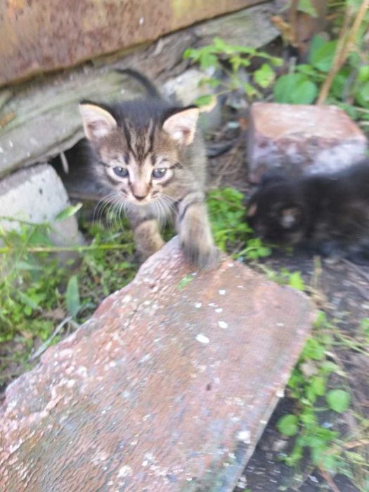 Котята разноцветные