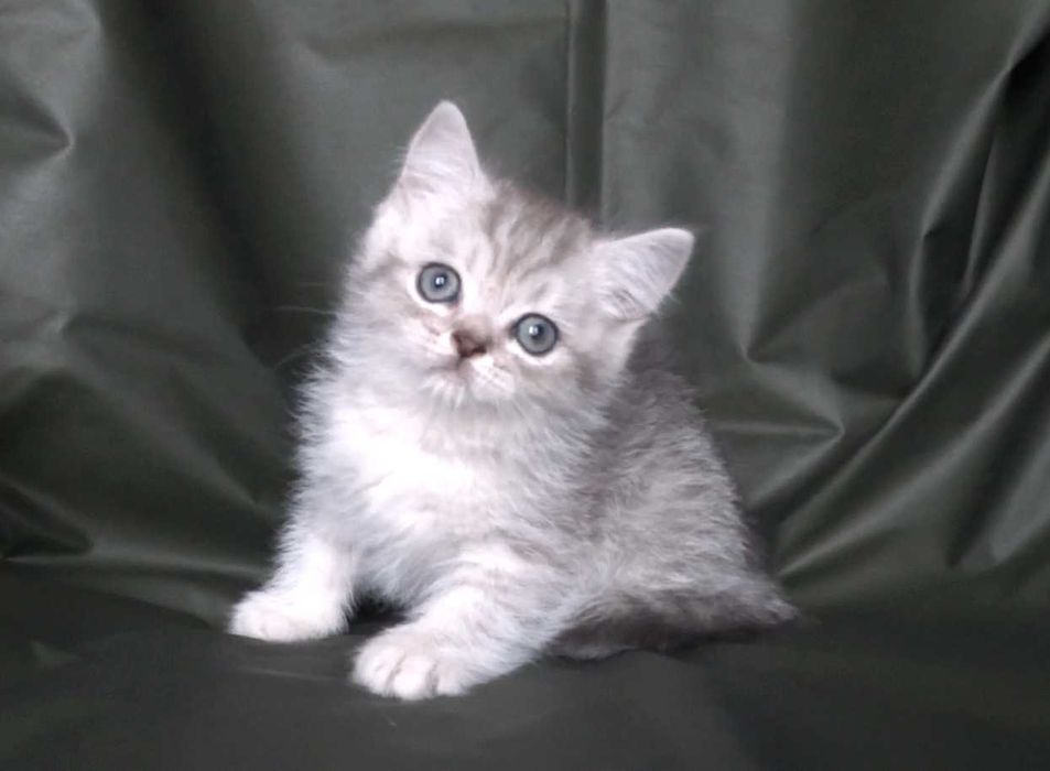 Шотландско и Британски късокосмести котенца