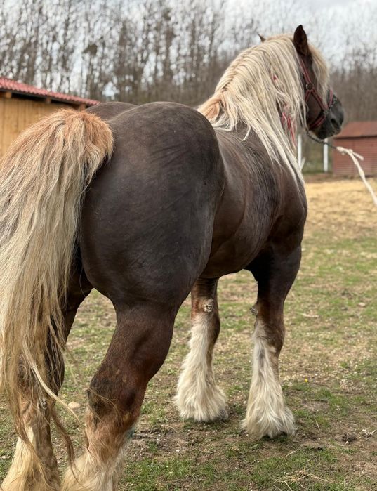 Armăsar greu pentru monta