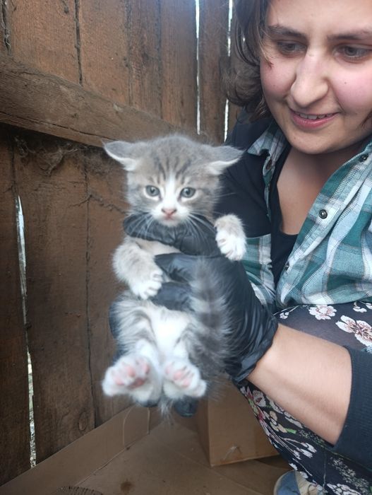 Замечательные котята в самые добрые руки