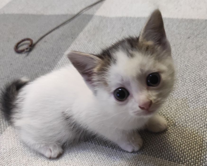 Милая маленькая девочка