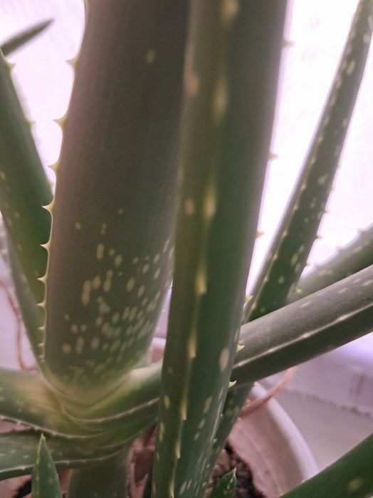 Продам алоэ вера