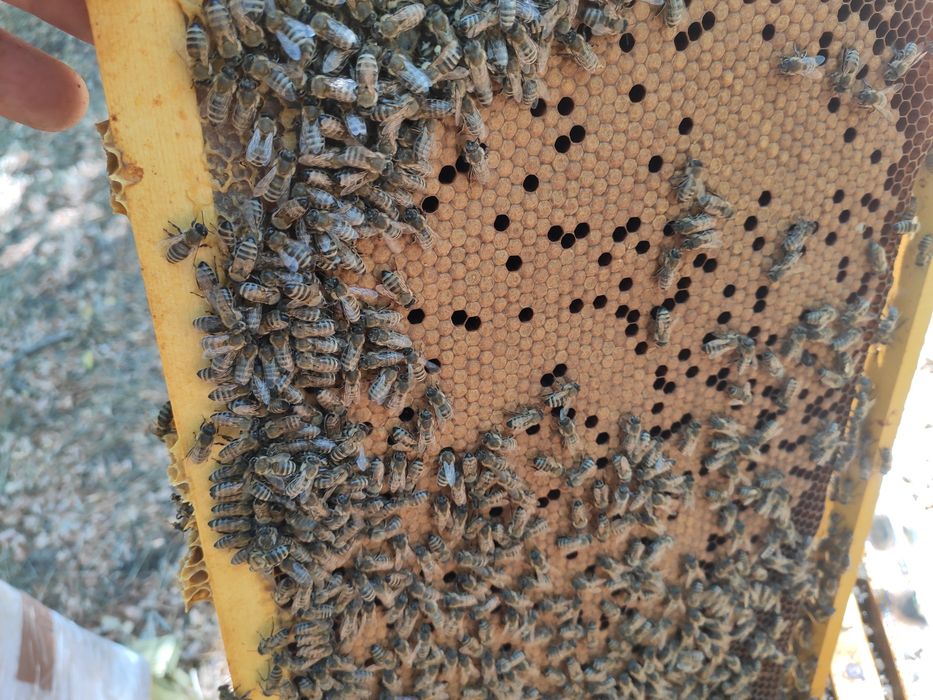 Пчелни семейства