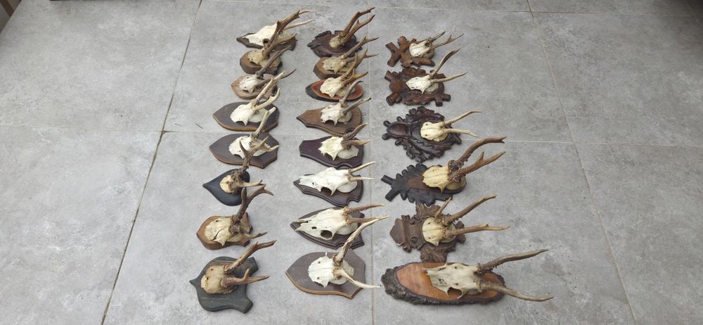 Vand colectie de trofee de caprior. Vefeti cele 8 poze atasate la anunt.