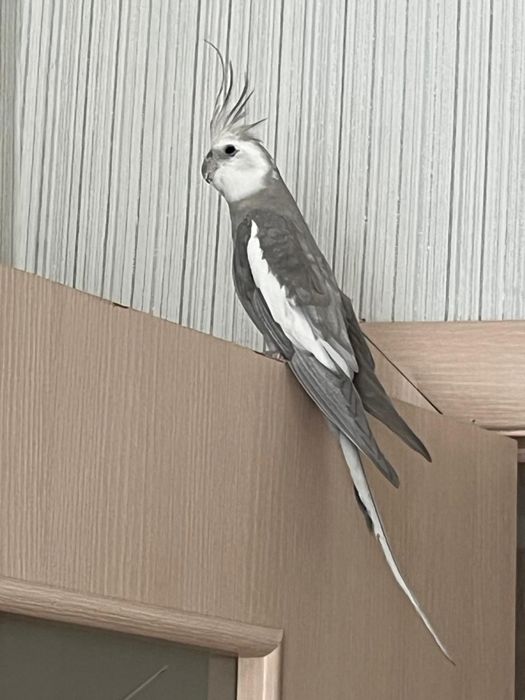 Продам попугая, Карелла