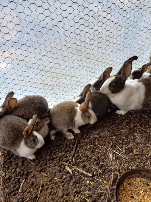 Vând iepurași Hycol de diferite vârste