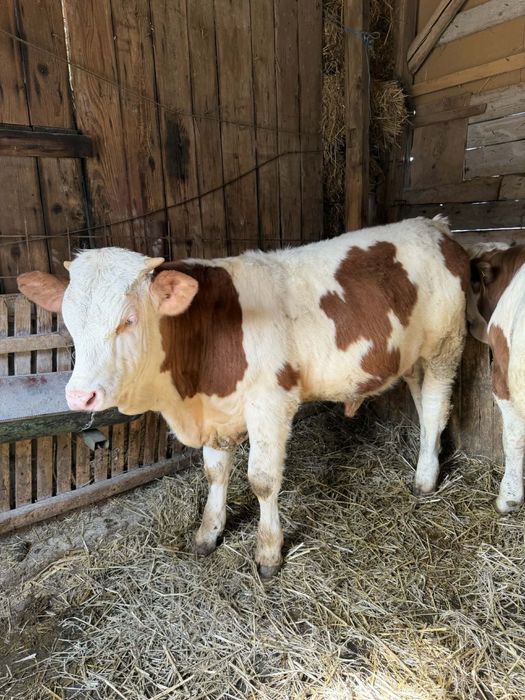 De vânzare  viței bălțați