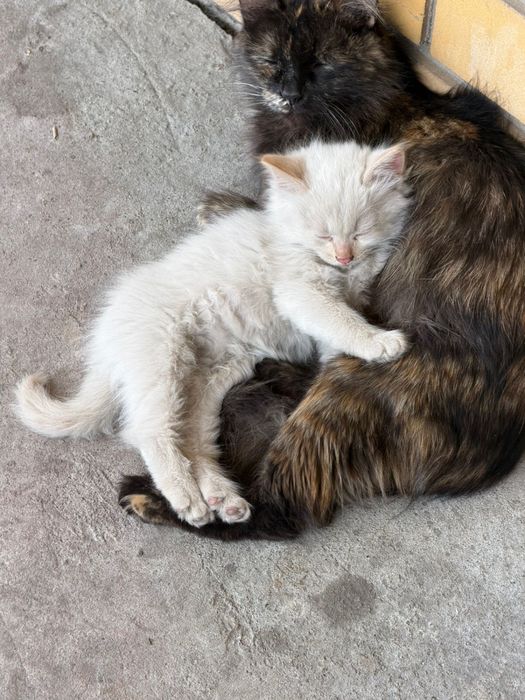 Отдам котят даром