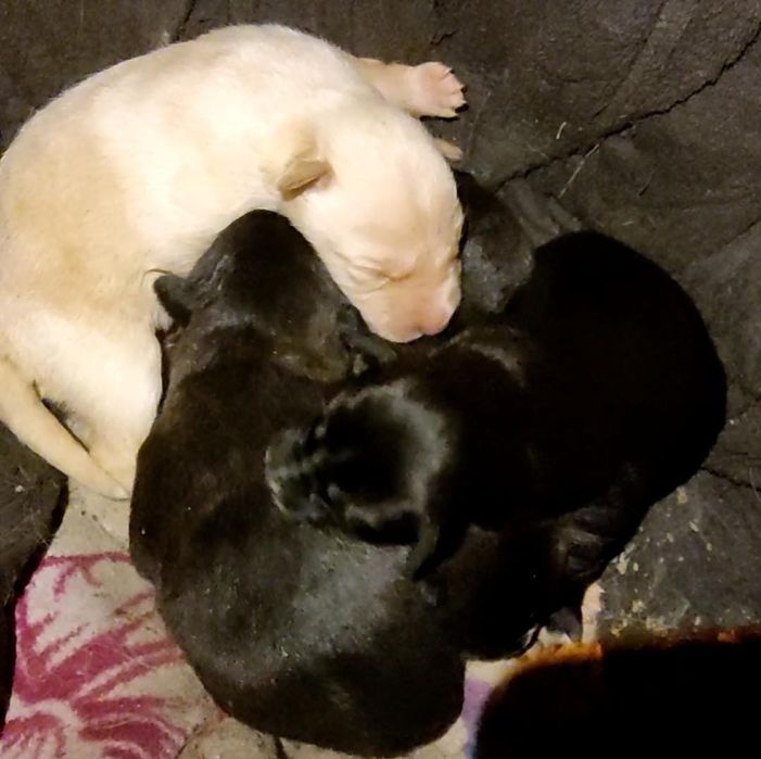 Щеночка в добрые руки