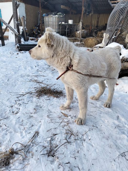 Байцовый Алабай.