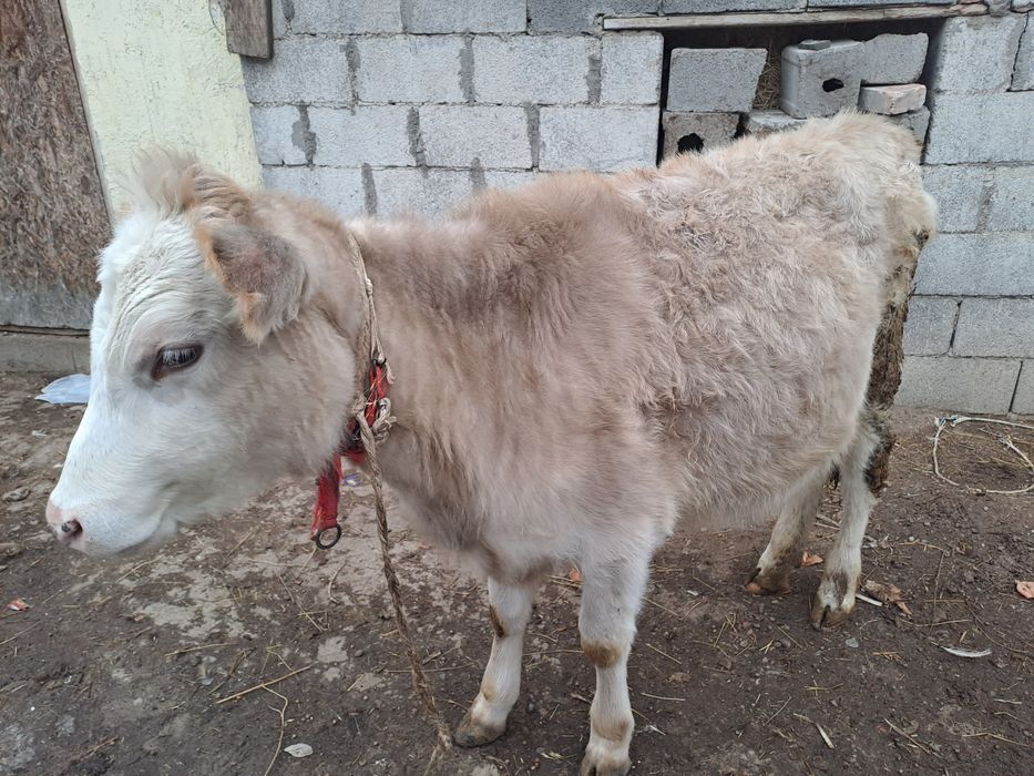 Тана 300000 Узынагаш