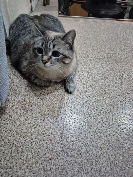 Отдам кошку в добрые руки