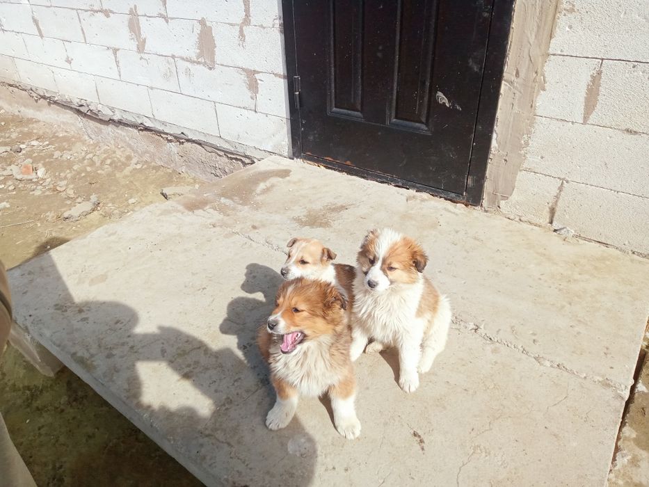 Щинята, звоночки.