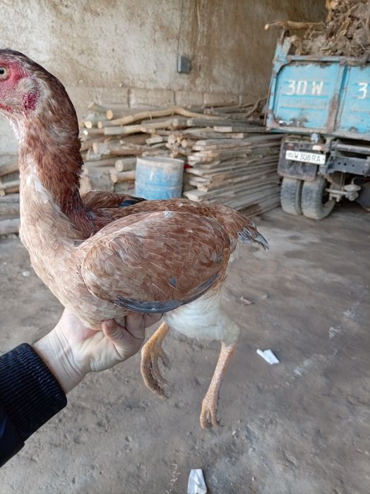 Juja makiyon tozzasi tuxumda