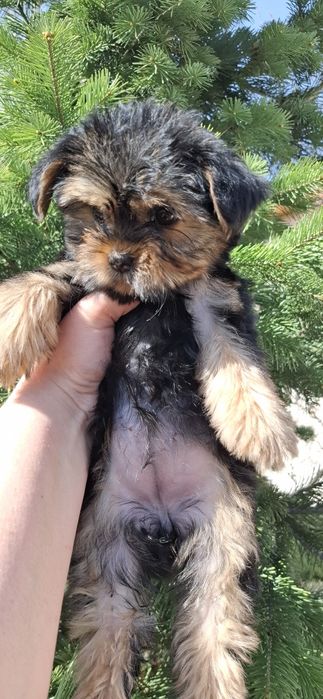 Щенки йоркширского терьера