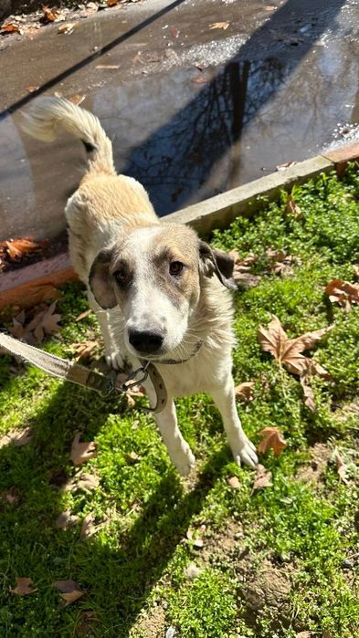 Классная собака в добрые руки, девочка, очень добрая, не на цепь!!! Бе