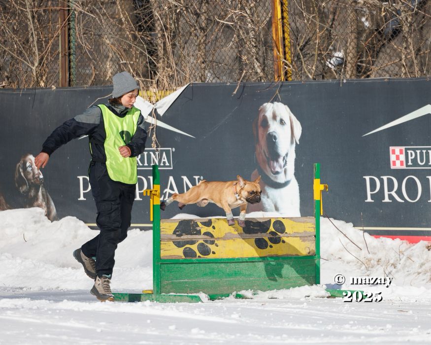 Вязка Французкого Бульдога
