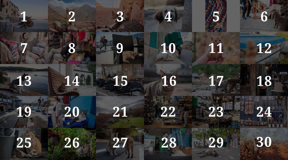 Книжки и пощенски карти на Бездомните Животни