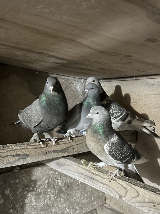 Голуби „Турецкая Такла"