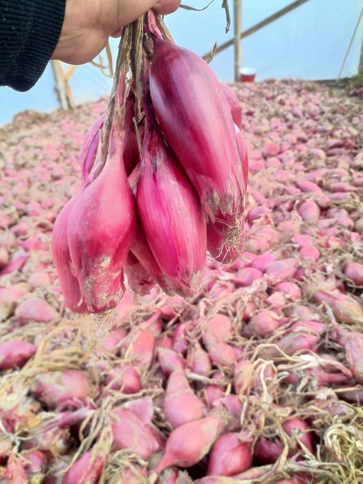 Ceapa de apa de buzau de vanzare.