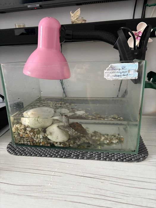 Broasca testoasa de acvariu