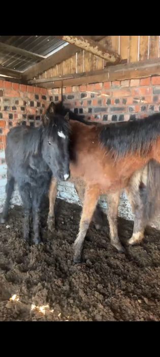 Продам жеребят. .