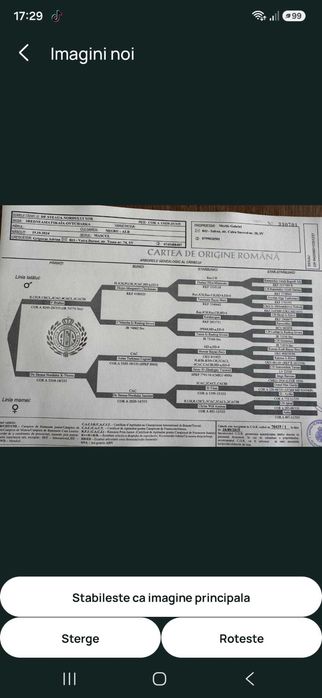 Mascul Ciobanesc de Asia Centrală