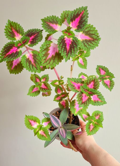 Три растения за все сразу 4500