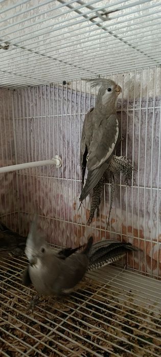 5 ta pokiston tòtilari bor erke hammasi