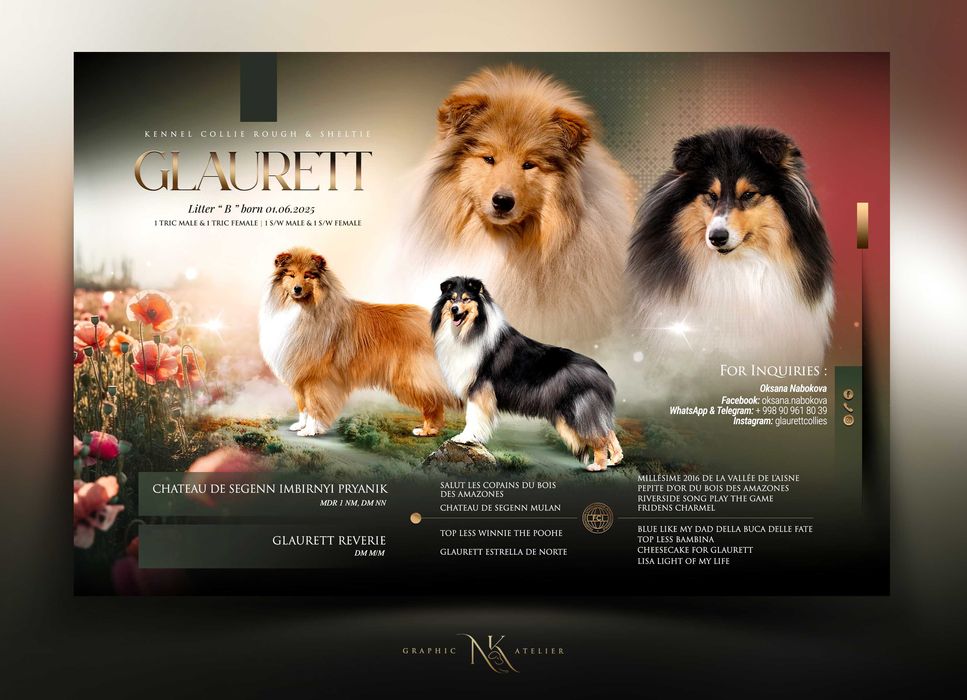 Колли, щенок, питомник GLAURETT