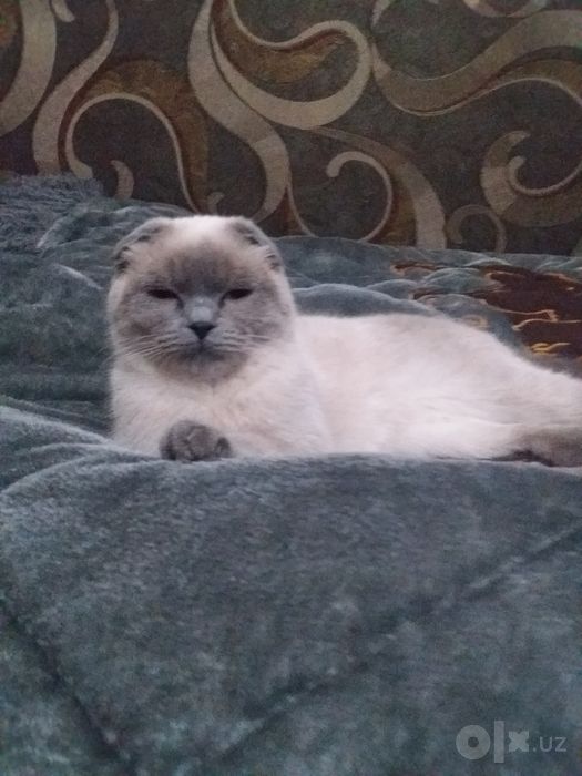 шотландская вислоухая и британская  (скоттиш-фолд)
