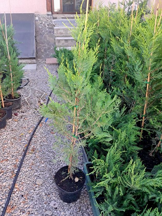 Leylandi Castlewellan gold 110 cm