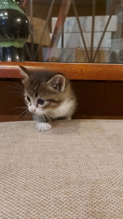 Отдам котят в хорошие руки