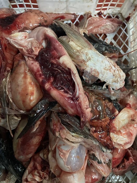 Рыбные отходы