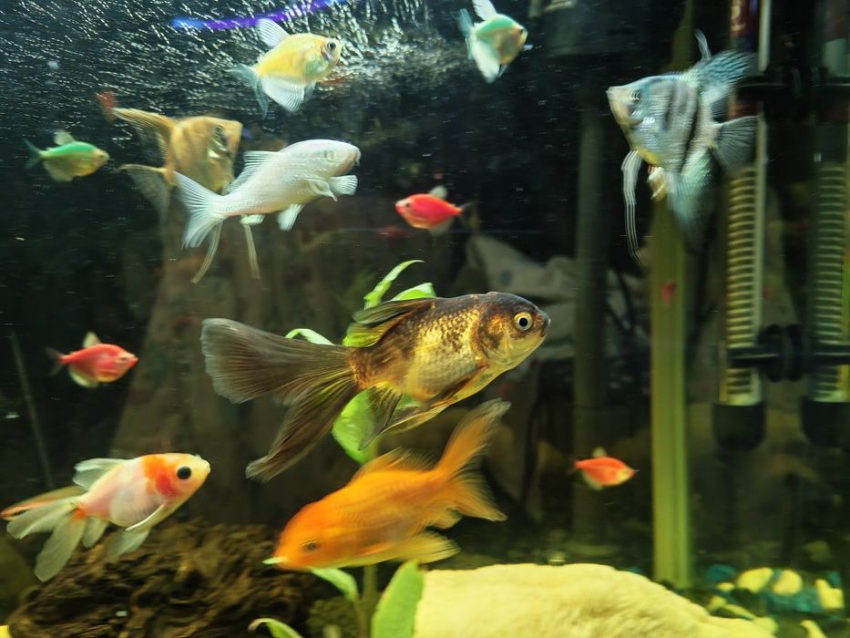 Обмен золотых рыбок, карп кои