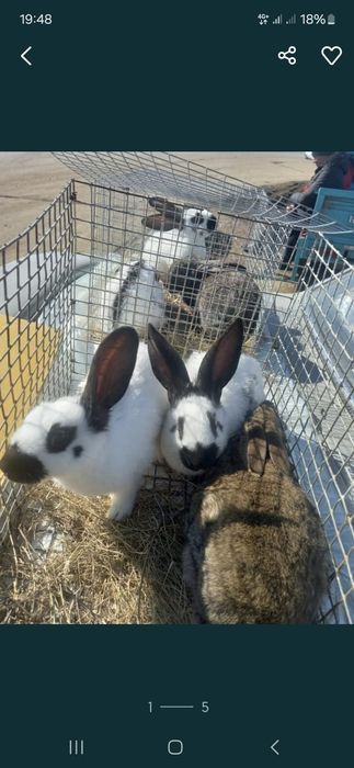 Продам домашних кроликов