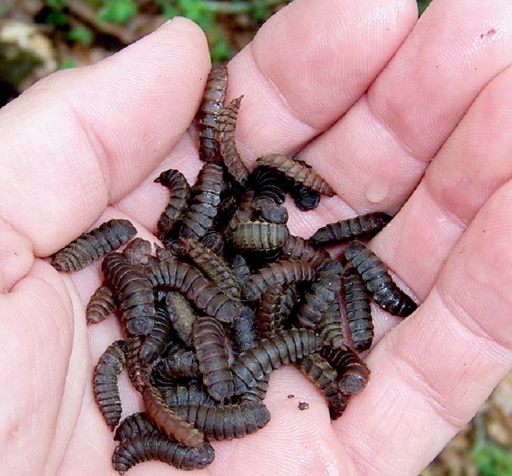 Опарыш чёрная львинка