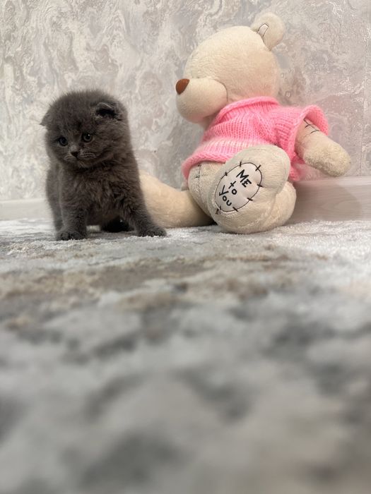 Скотиш Фолд котята