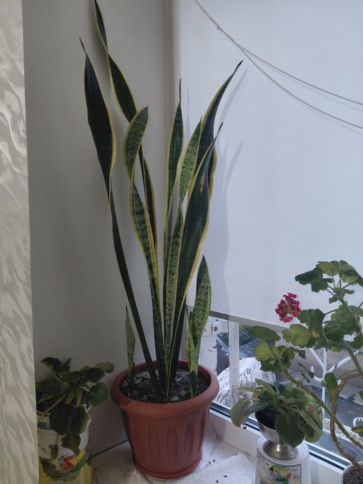 Продам цветок сансеверия