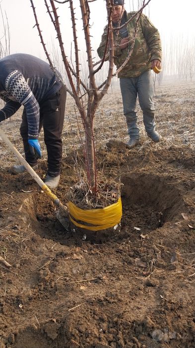 Катта Дарахт мевали кучатлар 3+7 ёшгача бошлани 10 йилик кучатлар хам