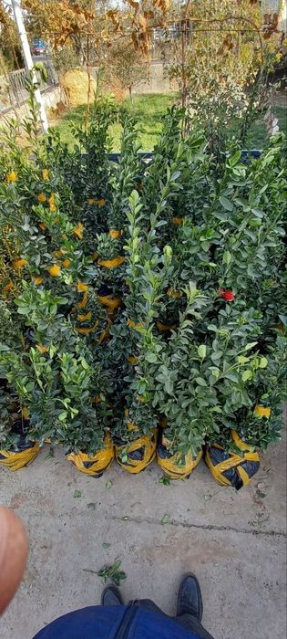 Archa va har xil turdagi gullar, manzarali daraxtlar daraxtlar