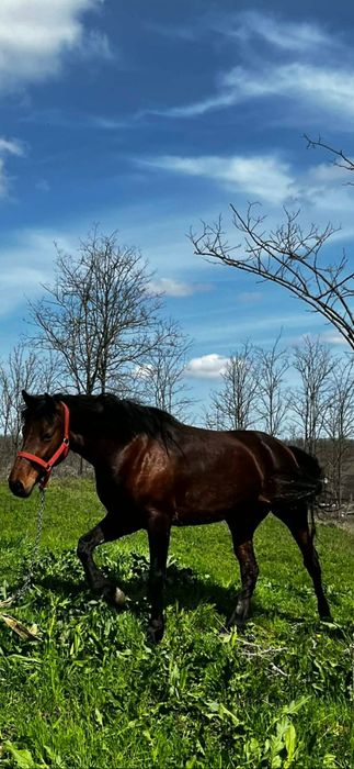 Vând Iapa 3 ani jumate