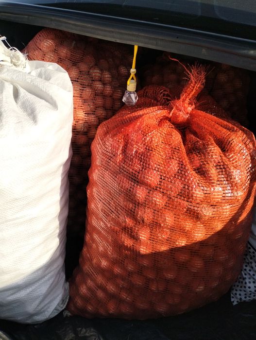 Түлкібастың жаңғағы