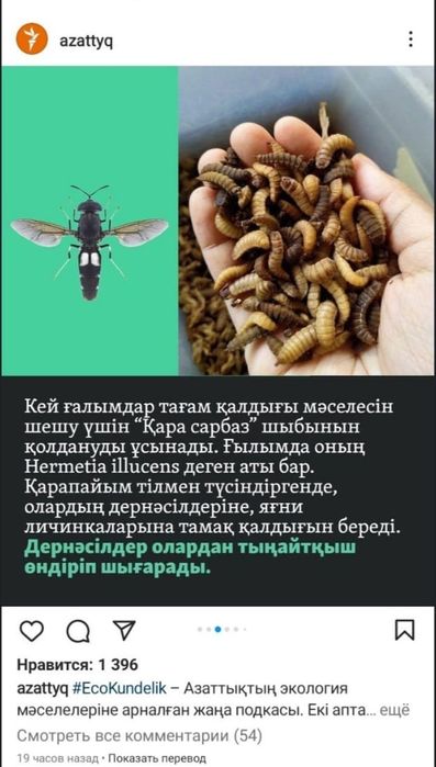 Яйца черной львинки