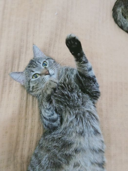 Коты и кошки с домашней передержки