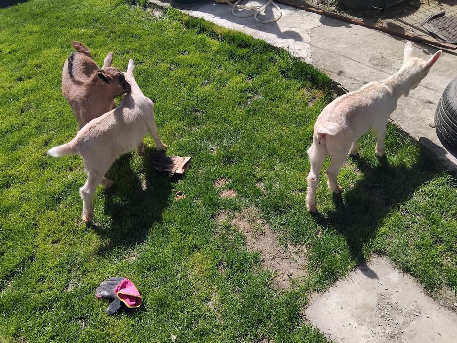 Doua ieduțe si un ied