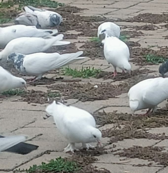 Голуби  белые  продаются.