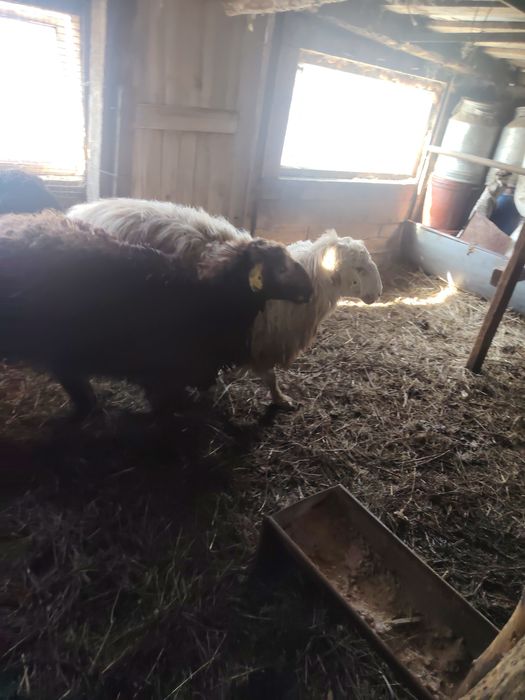 Продам два  кошкаров