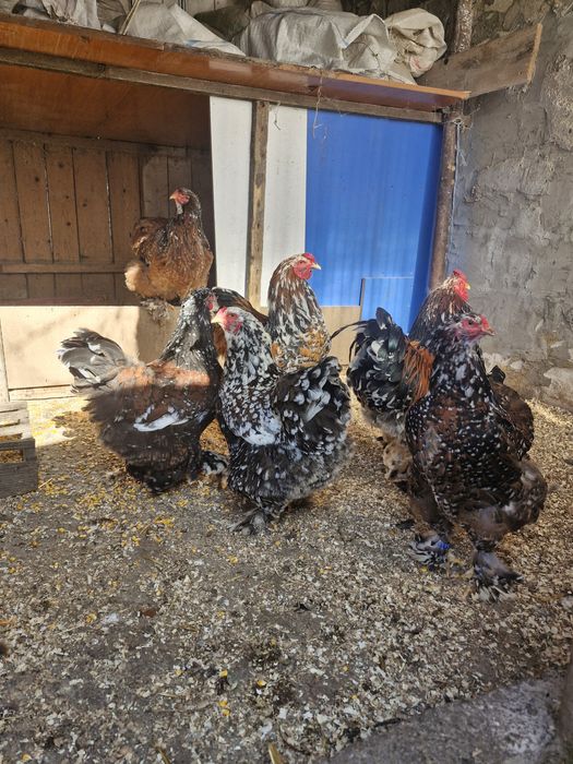 Păsări de rasă brahma portelan și gold (rosu-negru)