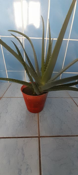 Продам Алое 2,5 летка